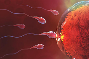 Fertilité
